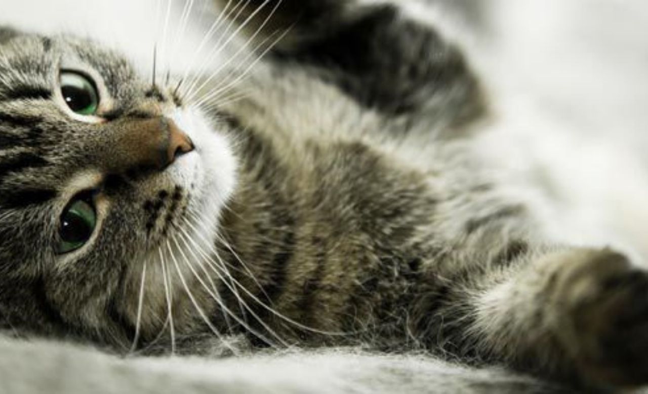 5-reasons-why-cats-are-the-best-pets-kittitude
